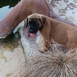 Mastiff Puppies from Peter Moser's Mastiffs