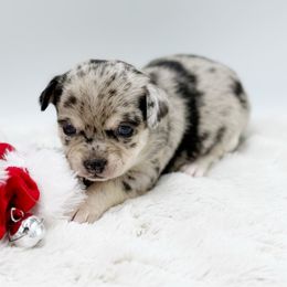 Burbank - Merle male Chihuahua puppy in Lee Center, New York from Alfheim-Andromeda Chihuahua's (A &A's)