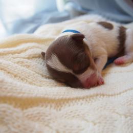 Wilbur - Chocolate and white male Teddy Roosevelt Terrier puppy in Carpenter, Wyoming from Wabbitfire Teddy Roosevelt Terriers