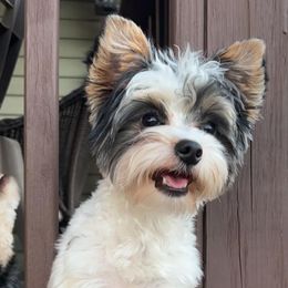 Yorkshire Terriers from Sophie Pups of Southwest Ga