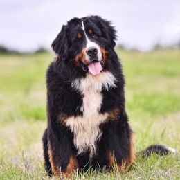 Harold - Bernedoodle