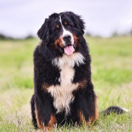 Harold - Bernedoodle