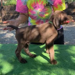 German Shorthaired Pointer Puppies from Kahaka Kennels