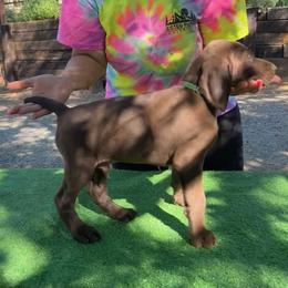 German Shorthaired Pointer Puppies from Kahaka Kennels