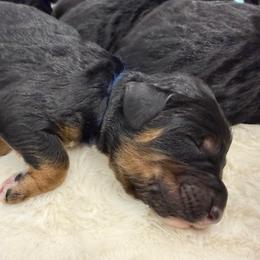 Peanut Blossom - Phantom male Bernedoodle puppy in Hegins, Pennsylvania from Bubbling Springs Doodles, LLC