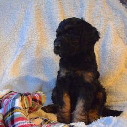 Goldendoodle Puppies from BB Doodles