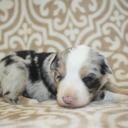 Pumpkin - Blue merle female Toy Australian Shepherd puppy in Licking, Missouri from Burnett Aussies