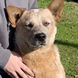 Tonto - Australian Cattle Dog