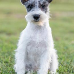 Miniature Schnauzer Puppies from Gypsey Creek Mini Schnauzers
