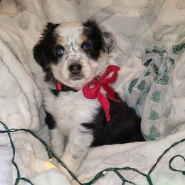 Ryuka - Tri-color female Border Collie puppy in Albuquerque, New Mexico from Noko's dogs