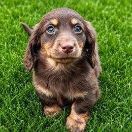 Griffin - Chocolate and cream male Dachshund puppy in Salem, Oregon from Longdox Mini Dachshunds