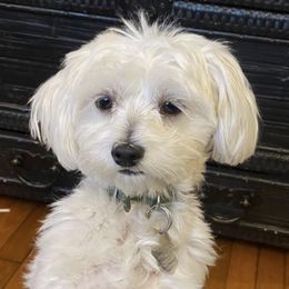 Maltese from Patti Trent