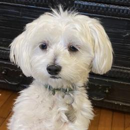 Maltese from Patti Trent