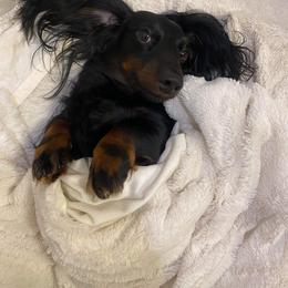 Dachshund Puppies from Camacho_Dachshunds