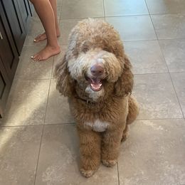 Norm - Goldendoodle