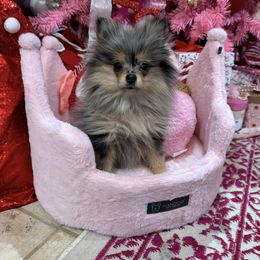 Leia AKC - Blue merle Pomeranian puppy in Houston, Texas from MD Bella Pomeranian