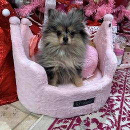 Leia AKC - Blue merle Pomeranian puppy in Houston, Texas from MD Bella Pomeranian