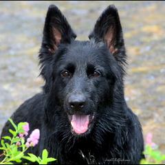 Mariah - German Shepherd