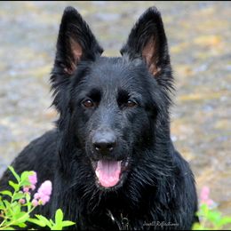 Mariah - German Shepherd