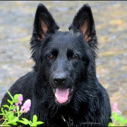 Mariah - German Shepherd