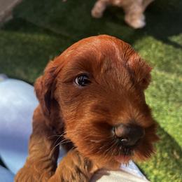 Goldendoodle Puppies from Lundee Doodles