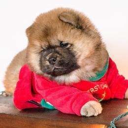 Chow Chow from Cameo Chows