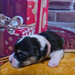 Miss Pink collar - Black and tan female Pembroke Welsh Corgi puppy in Grass Valley, California from Triple M Ranch Corgi's