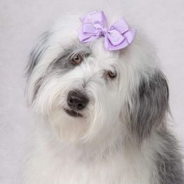 Willow - Old English Sheepdog