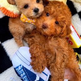 GEORGIE - Apricot male Maltipoo puppy in Sugar Land, Texas from Celebrity Maltipoos