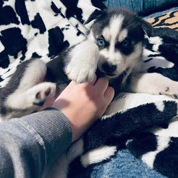 Siberian Husky Puppies from Siberian Huskies-Beckham the Great