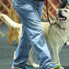 Labrador Retrievers and Welsh Springer Spaniels from Normandy Labs