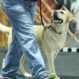 Labrador Retrievers and Welsh Springer Spaniels from Normandy Labs