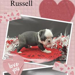 Russell - Seal and white male Boston Terrier puppy in Jacksonville, Florida from Trail’s End Boston Terriers