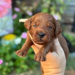 Dodge - Red  male Goldendoodle puppy in Wharton, Texas from Little Fur Friends