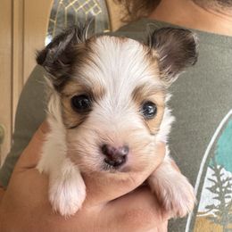 Candy - White and sable female Papillon puppy in Boardman, Ohio from Taliaferro Kennel