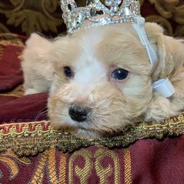 Lucy - Sable female Schnoodle puppy in Kentucky from Mrs Bs Teeny Schnauzers & Doodles