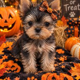 Belladonna - Black and tan female Yorkshire Terrier puppy in Parma Heights, Ohio from ANGELHEARTS YORKIES and yorkie darlings