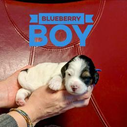 Blueberry - Tri-color male Bernedoodle puppy in Cambridge, Minnesota from Country Meadow Doodles