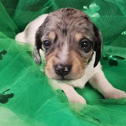 Bailey Brindle - Dapple female Dachshund puppy in Anaconda, Montana from Williams Family Dachshunds