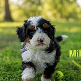 Myles - Tri-color male Bernedoodle puppy in Stuart, Oklahoma from G Ridge Kennels