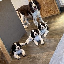 English Springer Spaniel Puppies from English Springer Spaniels at Lands Lodge