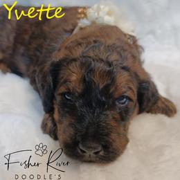 Goldendoodle and Poodle Puppies from Fisher River Doodle's