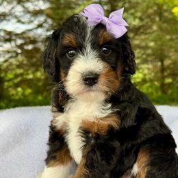 Lavender - Tri-color female Bernedoodle puppy in Hesperia, Michigan from Red Acres Poodles & Doodles