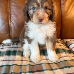 Breezy - Red tri-color female Aussiedoodle puppy in Ellenburg Center, New York from Kristin's Puppies