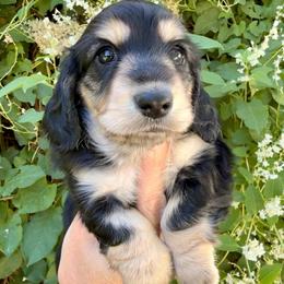 Black and cream female purple - Black and cream female Dachshund puppy in Nampa, Idaho from Long_and_Low_Dachshunds