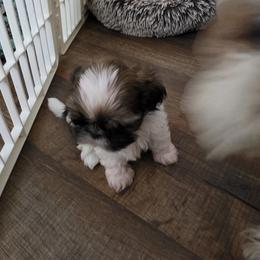 Girl 2 - Gold and white female Shih Tzu puppy in Owensboro, Kentucky from AKA Shih Tzu