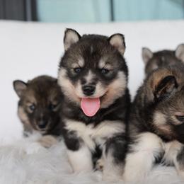 Stone - Agouti and white male Siberian Husky puppy in Myakka City, Florida from SoFlo Siberians