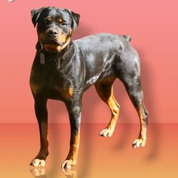 Wren - Rottweiler