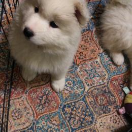 Samoyed Puppies from Morning Star Samoyeds