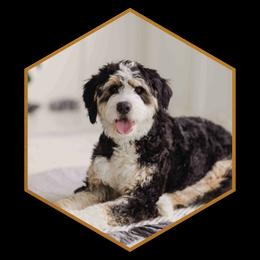Penelope - Aussiedoodle